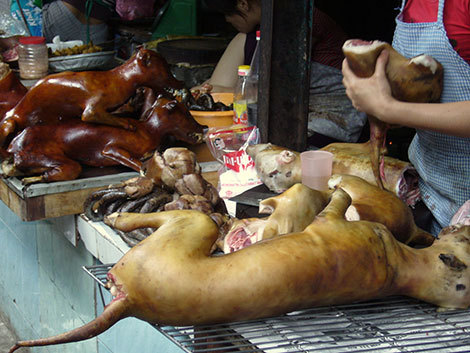 Imagini pentru Festivalul cărnii de câine declarat ilegal în China